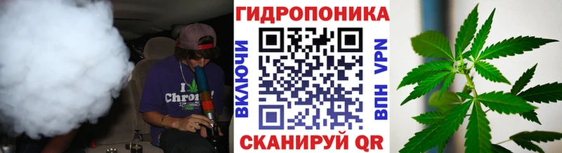 Канабис OG Kush  Дубовка 